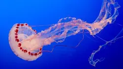 Visuel de Le monde secret des méduses