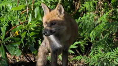 Le monde secret des renards