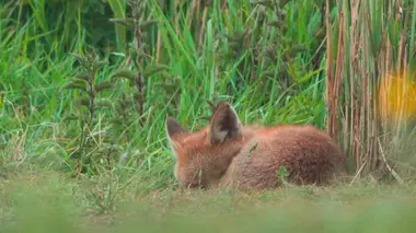Le monde secret des renards