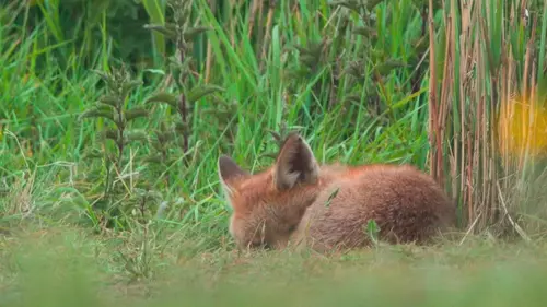 Casting Le monde secret des renards