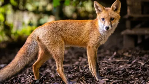 Le monde secret des renards