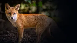 Le monde secret des renards