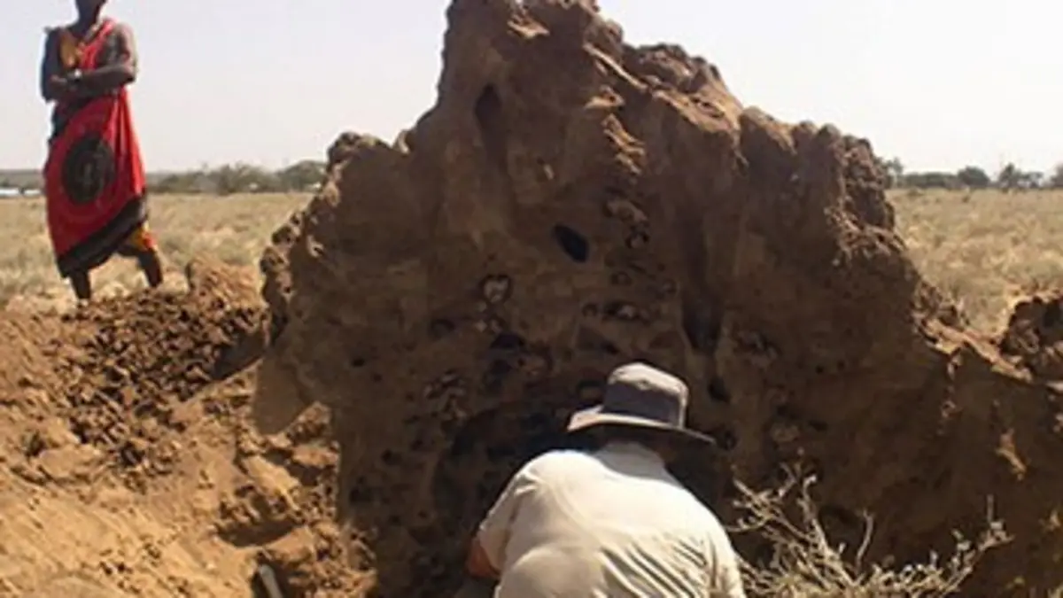 Le monde secret des termites