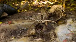 Le monde selon Kal Le corps humain