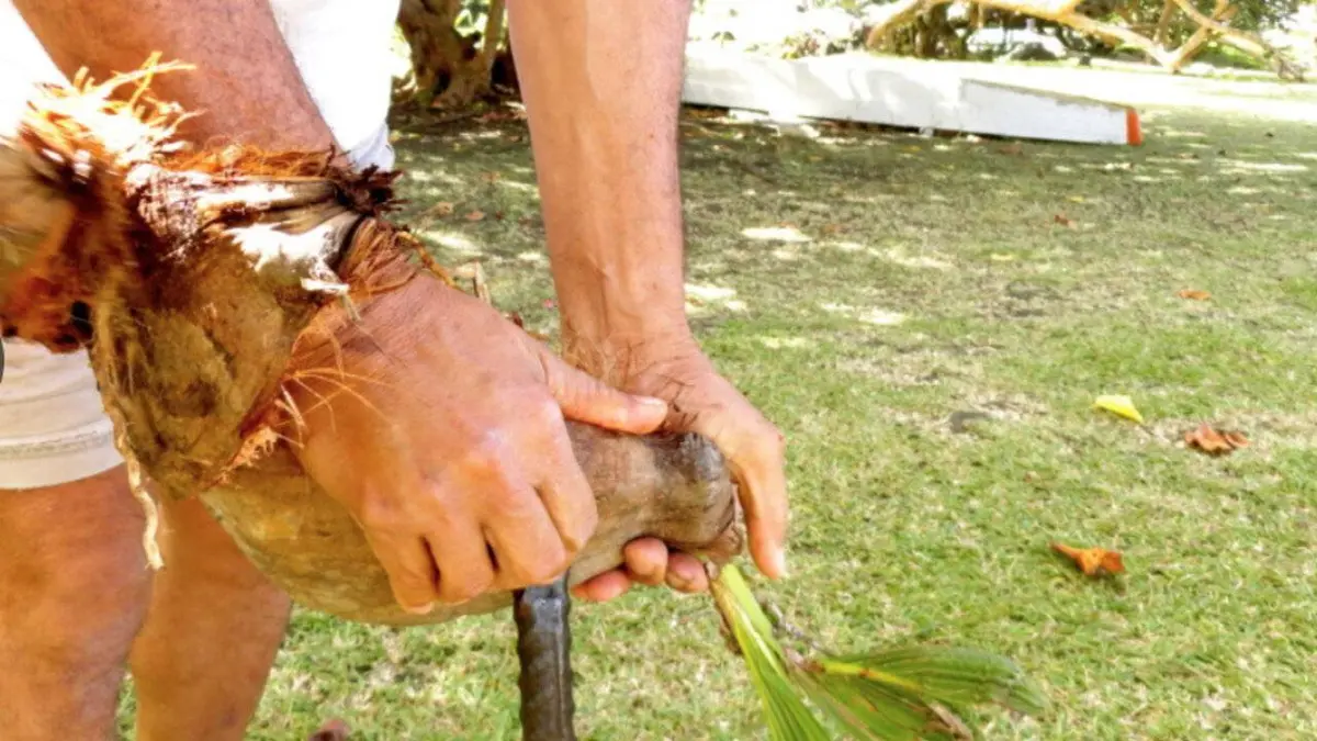 Le monoï, un art de vivre tahitien