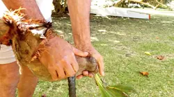 Le monoï, un art de vivre tahitien