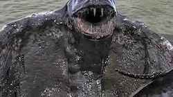 Visuel de Le monstre de l'océan