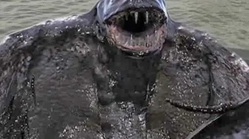 Le monstre de l'océan