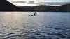Le monstre du Loch Ness existe-t-il vraiment ?