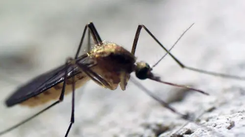 Le moustique, un ennemi bien armé