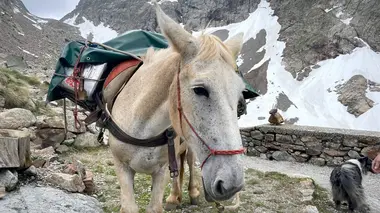 Le mulet en montagne, une alternative