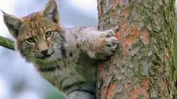 Le murmure de la forêt