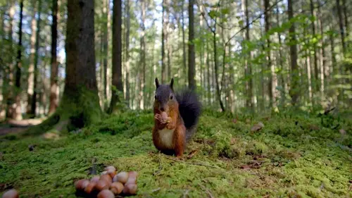 Le murmure de la forêt