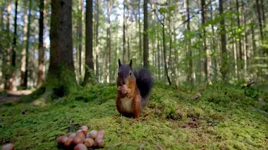 Le murmure de la forêt S01E01 Quand les arbres parlent