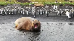 Le mystère de l'île aux Cochons