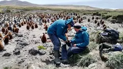 Le mystère de l'île aux Cochons