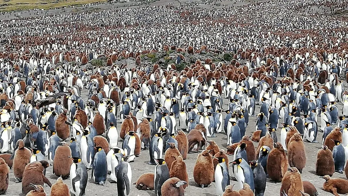 Le mystère de l'île aux Cochons