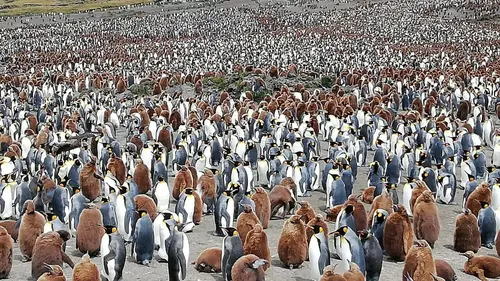 Le mystère de l'île aux Cochons