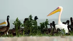 Le mystère de l'île aux pélicans