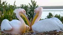 Le mystère de l'île aux pélicans