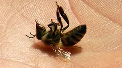 Visuel de Le mystère de la disparition des abeilles