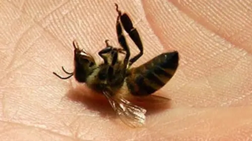 Le mystère de la disparition des abeilles