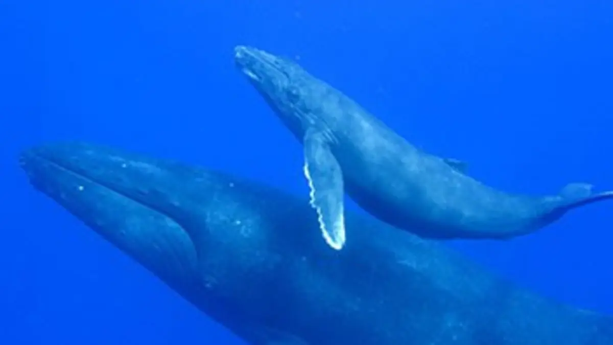 Le mystère des baleines à bosse
