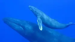 Visuel de Le mystère des baleines à bosse