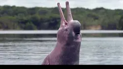 Le mystère du dauphin rose