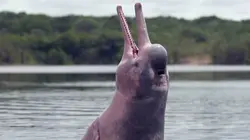 Le mystère du dauphin rose