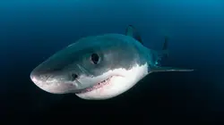 Visuel de Le mystère du requin géant