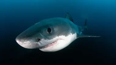 Le mystère du requin géant