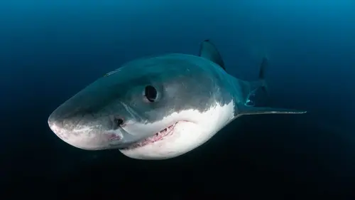 Le mystère du requin géant