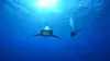 Le mystère du requin géant