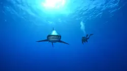 Visuel de Le mystère du requin géant
