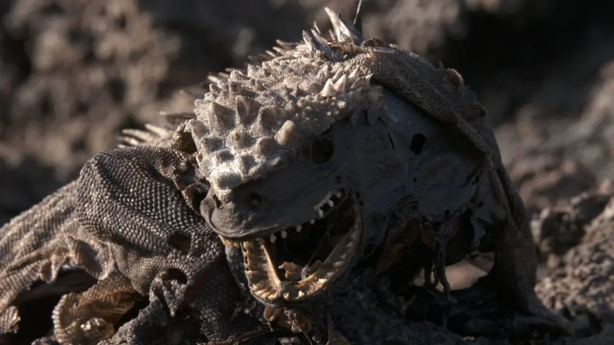 Le mystérieux déclin de l'iguane marin