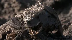 Le mystérieux déclin de l'iguane marin