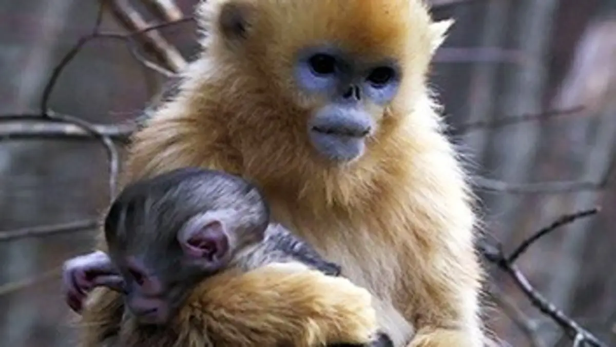 Le mystérieux singe des montagnes