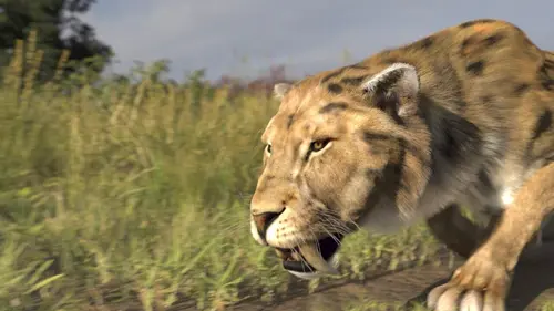 Le mystérieux tigre à dents de sabre