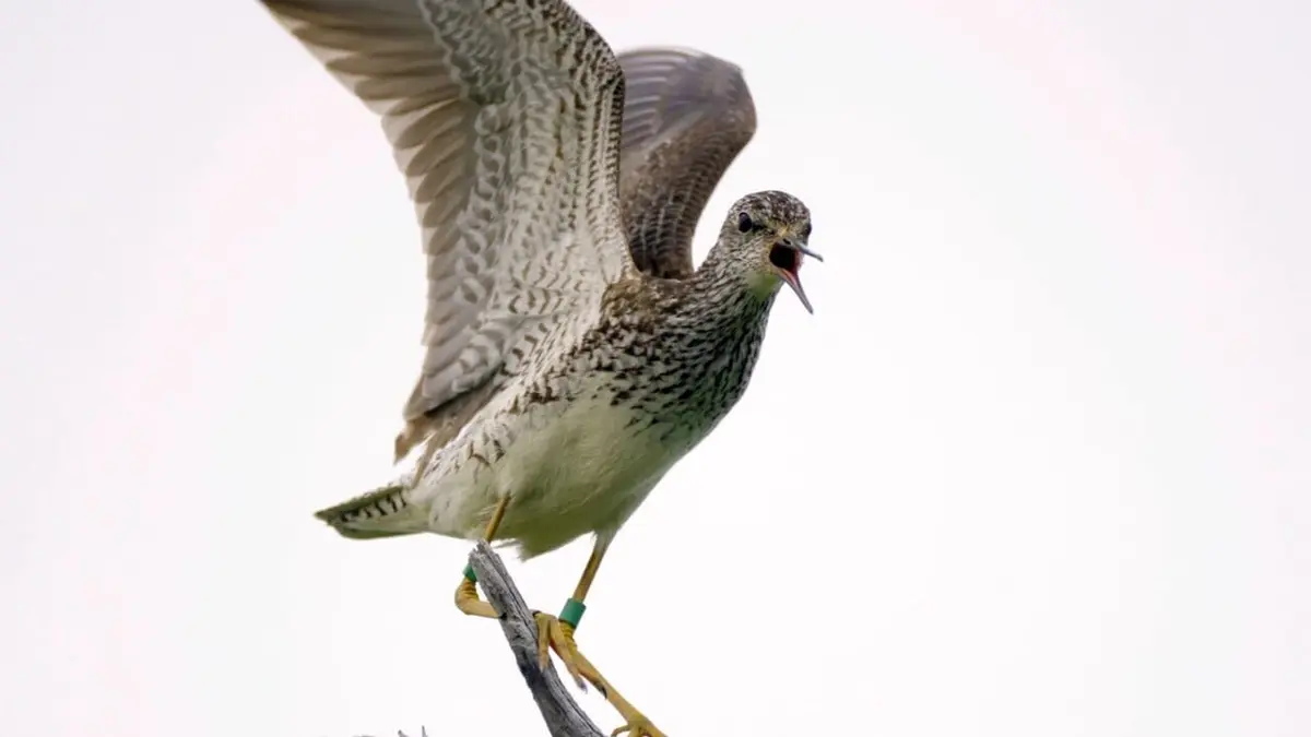Le mystérieux voyage des oiseaux de rivage