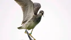 Le mystérieux voyage des oiseaux de rivage