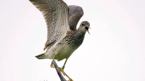 Casting Le mystérieux voyage des oiseaux de rivage