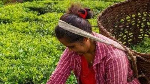 Le Népal, aux portes du ciel : D'Ilam à Katmandou