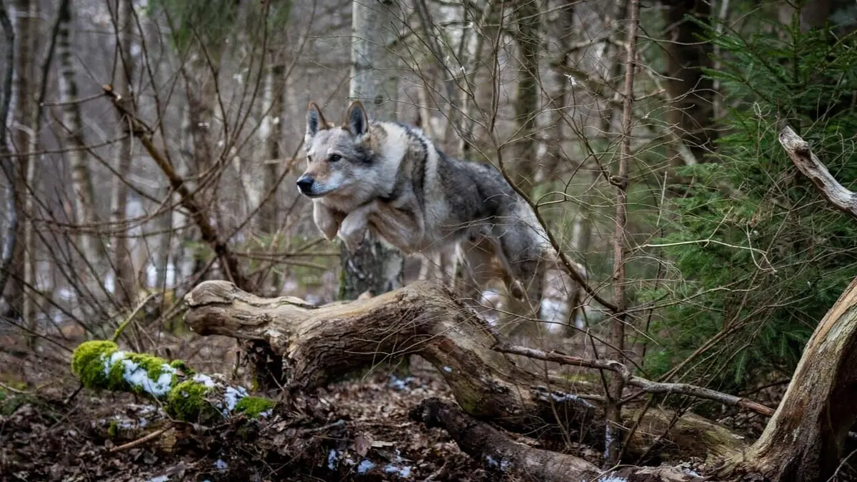 Le Noël de Walter S01E03 Dans la forêt