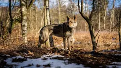 Le Noël de Walter  S01E06 Le talisman du gardien