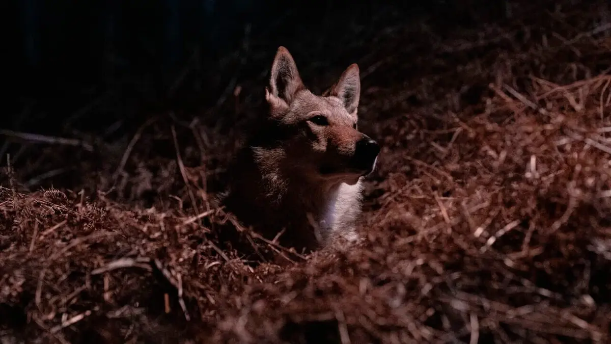 Le Noël de Walter S01E22 Operation réussie