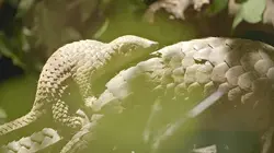 Visuel de Le nord du Vietnam et ses montagnes