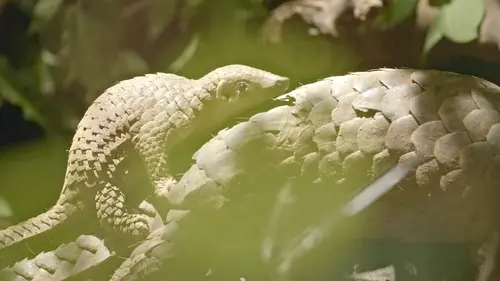 Le nord du Vietnam et ses montagnes