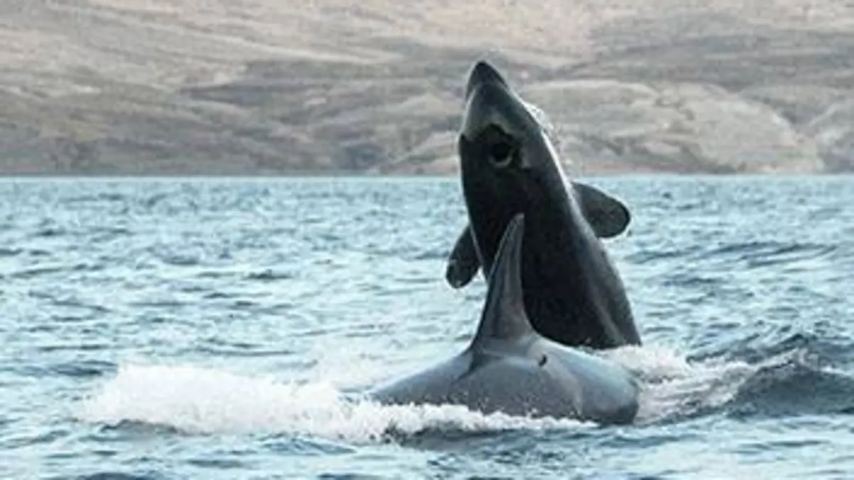 Le nouveau règne de l'orque