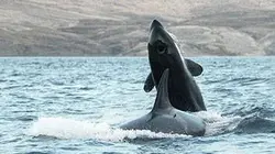 Visuel de Le nouveau règne de l'orque